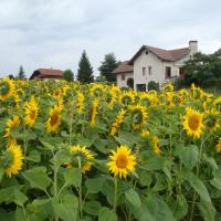 chez nounou dans les tournesols