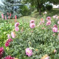 mon potager